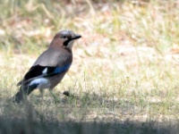 2016-05-09 10h50m35 - Vlaamse Gaai - Pierre Bernard